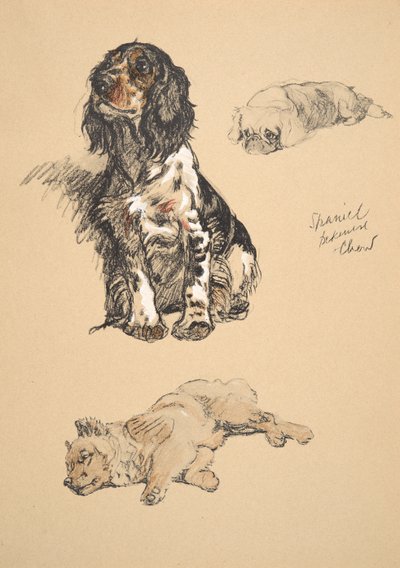 Spaniel, Pekinese und Chow, Illustrationen aus seinem Skizzenbuch verwendet für 